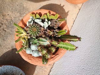 Vase with different species of Holambra succulents.