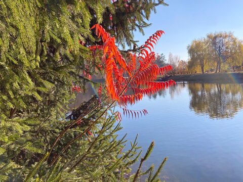 Beautiful pond at sunny autumn day. Evergreen conifer tree branches and red leaves over calm lake water. Scenic fall season. Clear blue sky over spectacular park.