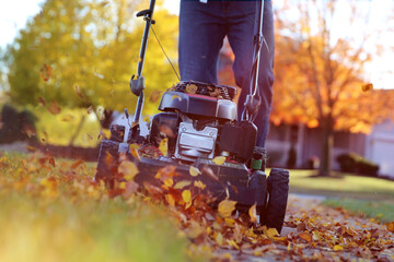 Mowing the grass with a lawn mower in sunny autumn. Gardener cuts the lawn in the garden - obrazy, fototapety, plakaty