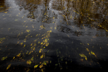 Beautiful deciduous forest