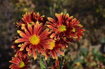 Chrysanthemum garden red with yellow.