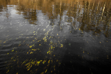 Beautiful forest beautiful trees