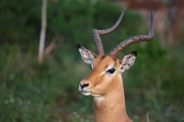 Schwarzfersenantilope / Impala / Aepyceros melampus
