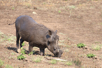 Warzenschwein / Warthog / Phacochoerus africanus