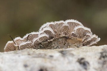 Schizophyllum commune Common split gill lovely light brown orange mushroom, scalloped with white at the edges, growing on dead branches