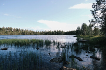 reflection of trees in water