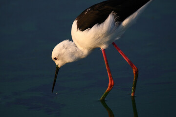 Stelzenläufer / Black-winged stilt / Himantopus himantopus