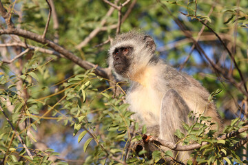 Grüne Meerkatze / Vervet monkey / Cercopithecus aethiops .