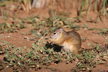 Ockerfußbuschhörnchen / Tree squirrel / Paraxerus Cepapi