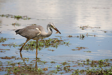 Afrikanischer Graureiher / Grey heron / Ardea cinerea.....