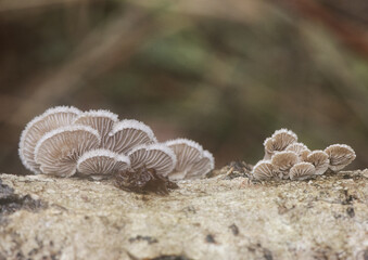 Schizophyllum commune Common split gill lovely light brown orange mushroom, scalloped with white at the edges, growing on dead branches