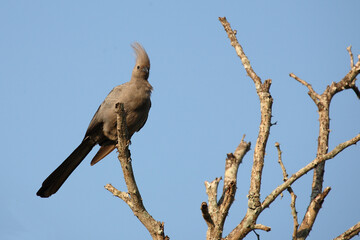 Graulärmvogel / Grey lourie or Grey go-away-bird / Corythaixoides concolor