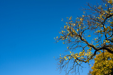 Gelbe Herbstblätter  unter blauem wolkenlosen Himmel