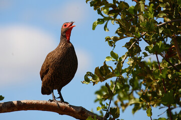 Swainsonfrankolin / Swainson's francolin or Swainson's spurfowl / Francolinus swainsonii.