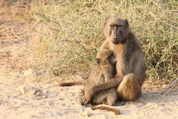 Bärenpavian / Chacma baboon / Papio ursinus......