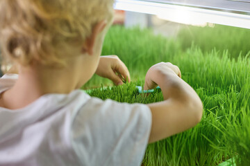 Rear view of a blond boy who is cutting grass. Child with scissors cuts sprouted grains of green wheat on a micro-greenery farm
