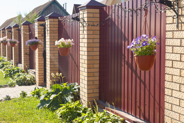 pink, purple petunias grow in hanging pots. They hang on a high fence