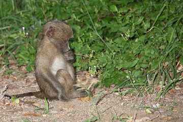 Bärenpavian / Chacma baboon / Papio ursinus......