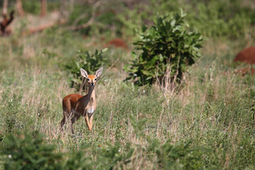 Afrikanischer Steinbock / Steenbok / Raphicerus campestris