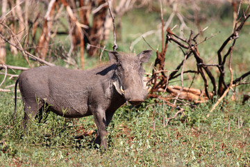 Warzenschwein / Warthog / Phacochoerus africanus