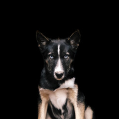border collie puppy