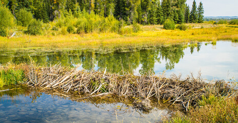 beaver damn across the river creating still water for reflections
