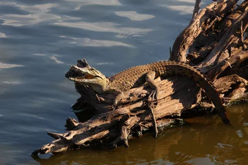 Fotobehang Nilkrokodil / Nile crocodile / Crocodylus niloticus.. © Ludwig