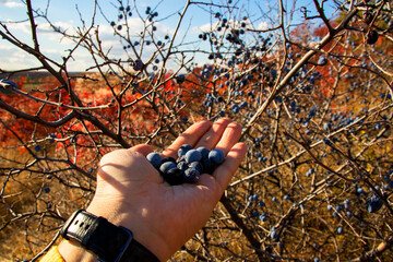 Photos of blackthorn berries in hands
