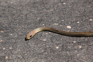 Olive Peitschenschlange / Olive grass snake or Olive whipe snake / Psammophis mossambicus