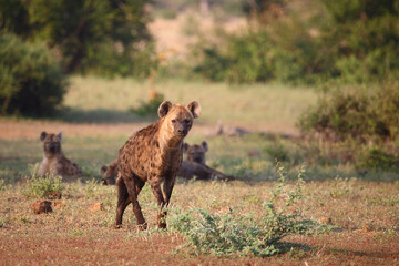 Tüpfelhyäne / Spotted hyaena / Crocuta crocuta..