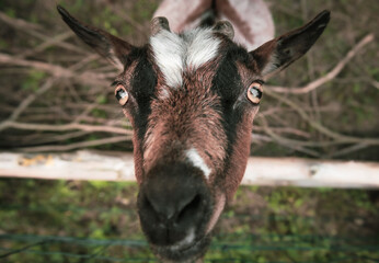 brown and whit goat looking us