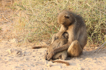 Bärenpavian / Chacma baboon / Papio ursinus......