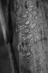 dew drops on an autumn leaf
