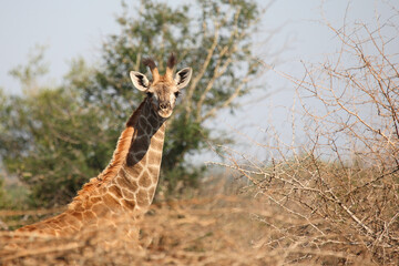 Giraffe / Giraffe / Giraffa camelopardalis.