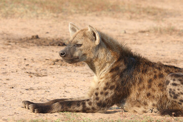 Tüpfelhyäne / Spotted hyaena / Crocuta crocuta..