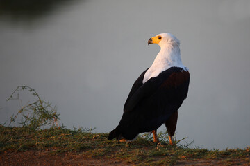 Afrikanischer Schreiseeadler / African fish-eagle / Haliaeetus vocifer.