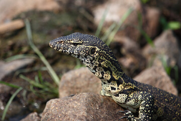 Nilwaran / Nile monitor / Varanus niloticus