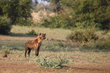 Tüpfelhyäne / Spotted hyaena / Crocuta crocuta..