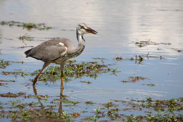 Afrikanischer Graureiher / Grey heron / Ardea cinerea