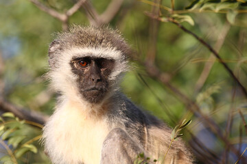 Grüne Meerkatze / Vervet monkey / Cercopithecus aethiops .