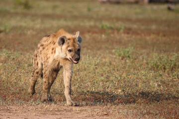 Tüpfelhyäne / Spotted hyaena / Crocuta crocuta...