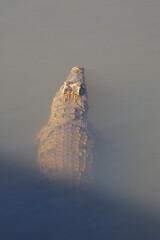 Nilkrokodil / Nile crocodile / Crocodylus niloticus