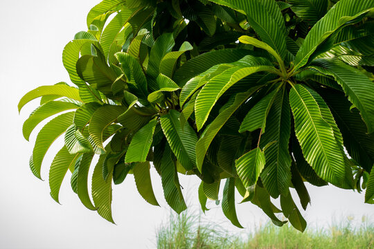 Dillenia indica green tree leaves. Colorful leaves of Dillenia Indica species trees or elephant apple. Elephant apple on tree or Chalta of a Southeast Asia sour fruit tree leaves. 