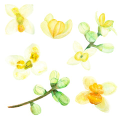 Flowering branches of an olive tree with buds. Individual olive flowers on a white isolated background. Watercolor set.