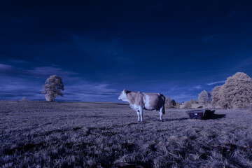 infrared photography - surreal ir photo of landscape with trees under cloudy sky - the art of our...