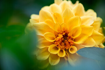 Beautiful dahlia flower over blurred background. Macro photo of yellow dahlia flower. Abstract floral background, flower card. Close up of dahlia in garden flowers