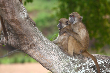 Bärenpavian / Chacma baboon / Papio ursinus......