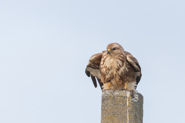 Common buzzard buteo buteo, in the wild