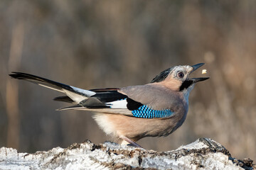 Eurasian jay Garrulus glandarius portrait close up