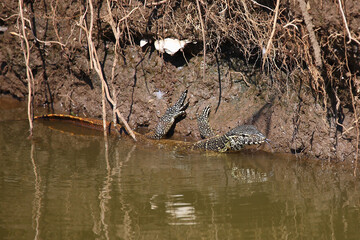 Nilwaran / Nile monitor / Varanus niloticus